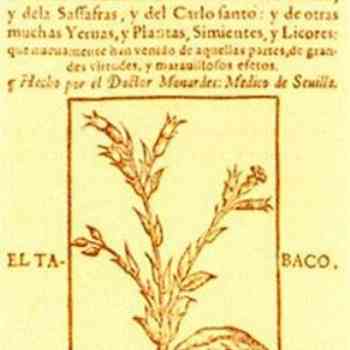 Click para ampliar. Pulsa en el nombre para ver la ficha. Tabaco_Ilustración de Monardes